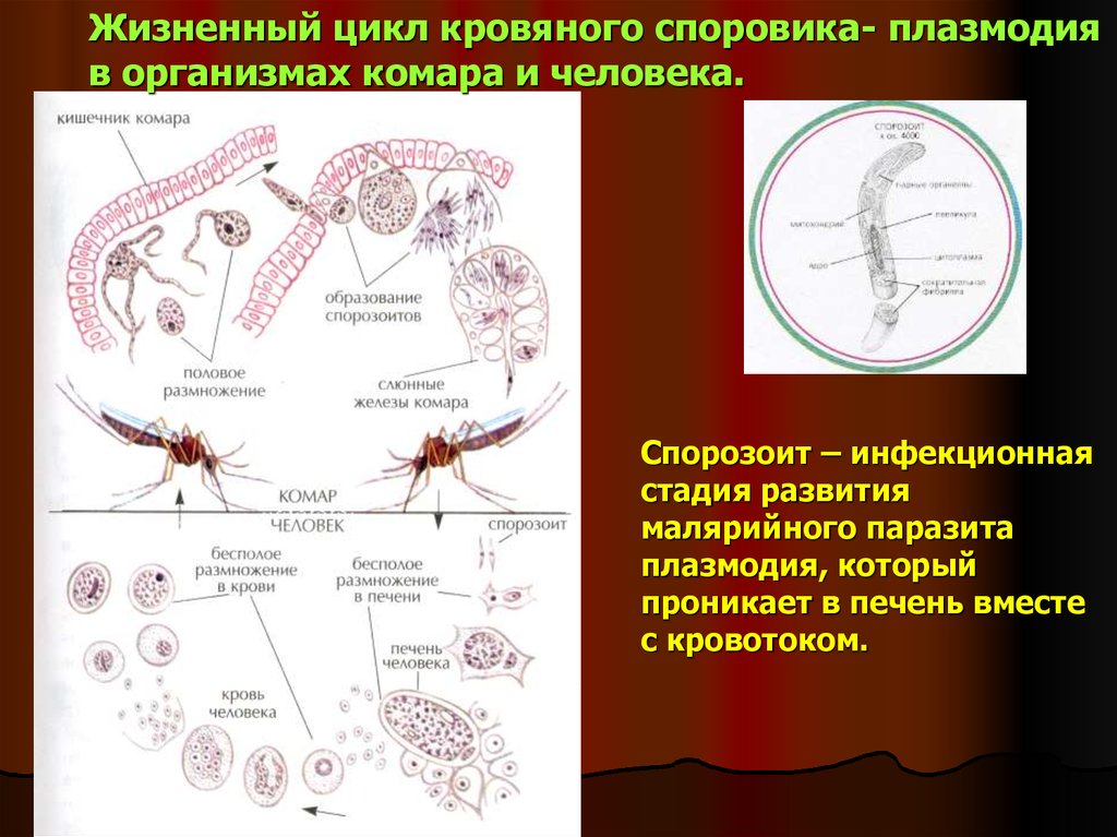 Хозяев в цикле развития малярийного плазмодия. Спорозоит малярийного плазмодия. Кровяные Споровики строение. Структура малярийного плазмодия мерозоит. Цикл малярийного плазмодия биология.