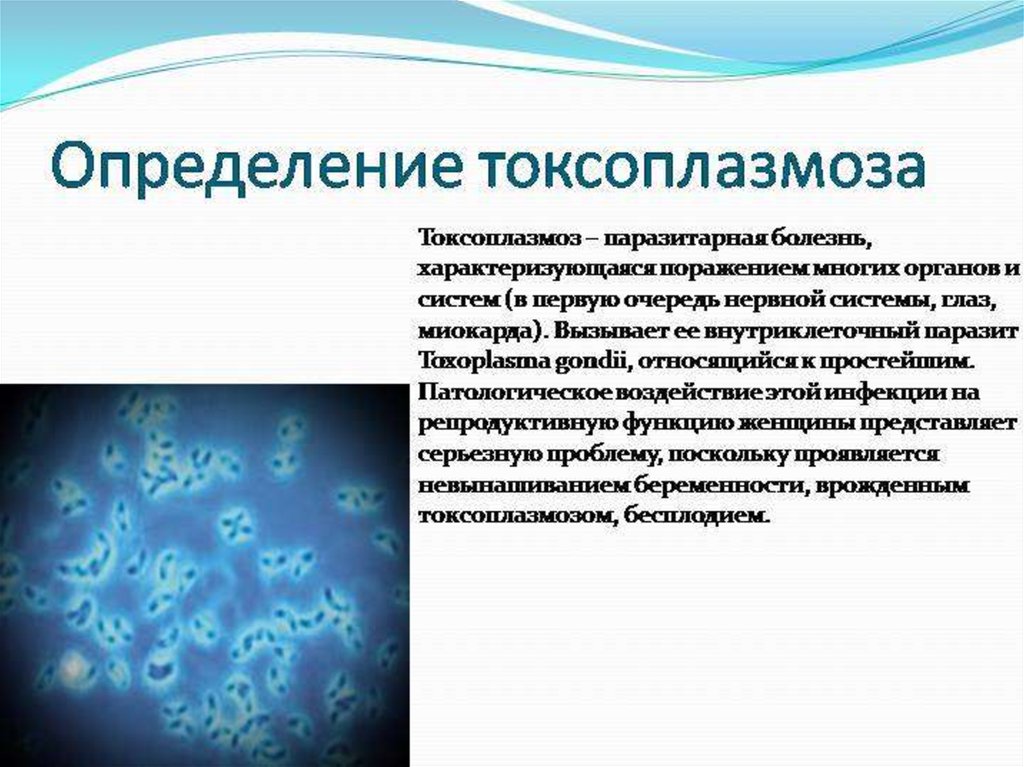 Токсоплазмоз у человека. Токсоплазмоз возбудитель симптомы. Токсоплазмоз клиническая картина. Токсоплазмоз клинические проявления. Приобретенный токсоплазмоз.