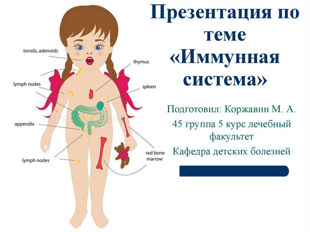 Иммунная система рисунок