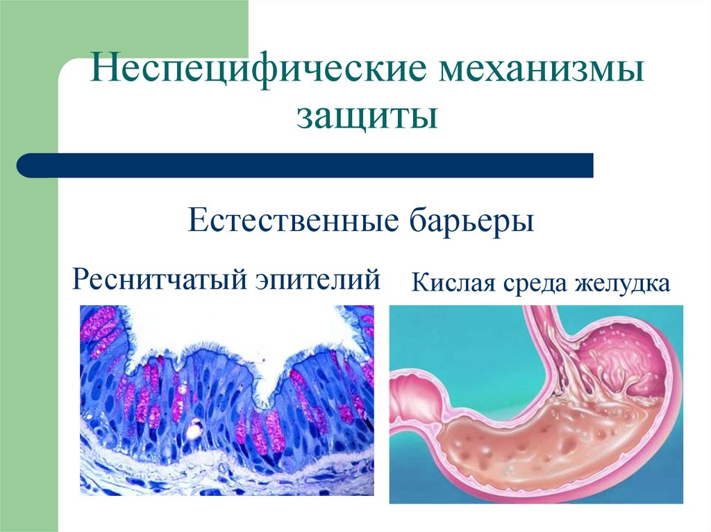 Специфические среды. Неспецифические факторы защиты. Неспецифические защитные механизмы. Неспецифические факторы защиты иммунитета. Неспецифические факторы защиты организма микробиология.