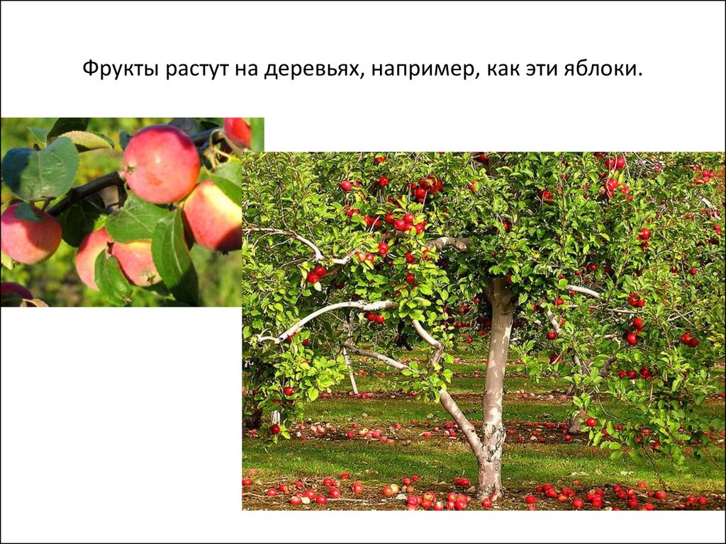 Презентация яблоня. Яблоня для презентации. Яблоко для презентации. Фрукты растут на деревьях в саду. Яблоня слайд.