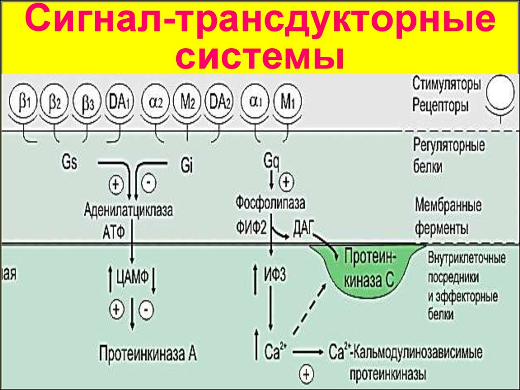 Презентация биохимия нервной системы