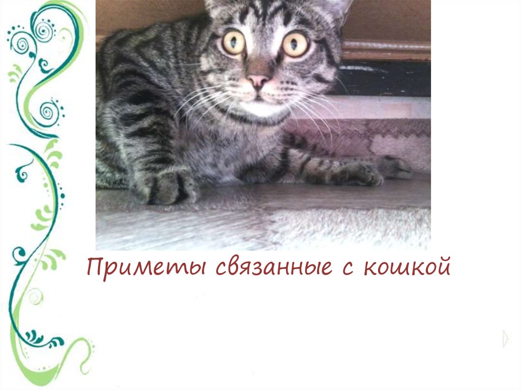 День кошек цель. День кошек в России. Приметы связанные с кошками.