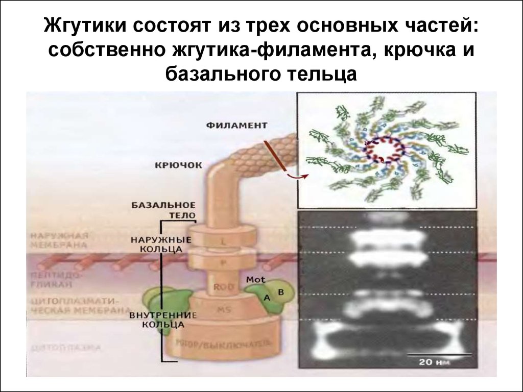 Жгутики бактерий состав. Строение жгутика эукариот. Строение бактериального жгутика. Строение жгутика бактерий. Схема строения бактериального жгутика.