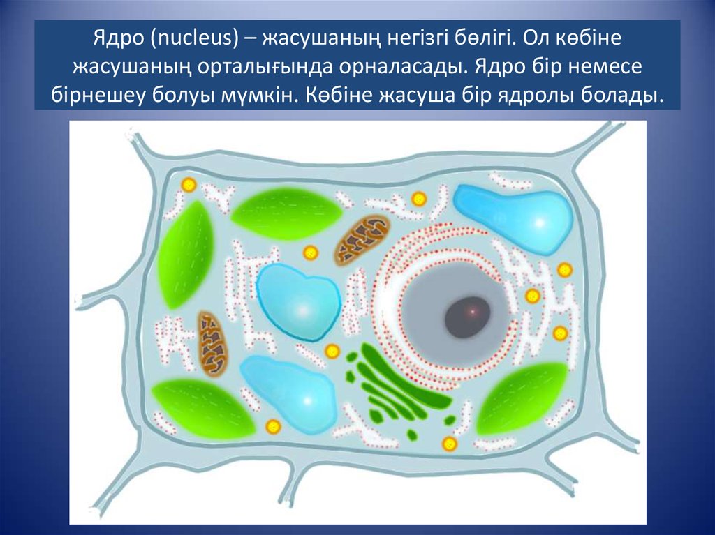 Наличие вакуоли эукариот