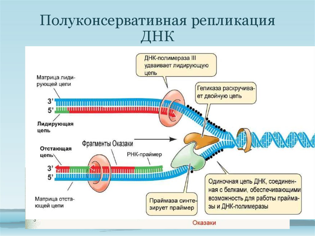 3 этапа репликации. Ферменты репликации ДНК. Биологии репликация ДНК схема. Схема репликации ДНК ферменты. Схема репликации биохимия.