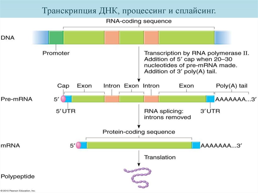 3 созревания рнк. Схема процессинга РНК. Синтез белка процессинг сплайсинг. Процессинг пре-МРНК У эукариот. Схема процессинг м РНК.