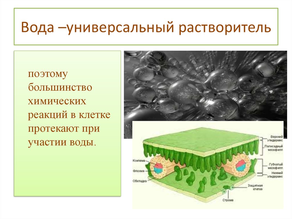 Химическая реакция клетки. Функции воды в клетке. Вода универсальный растворитель. Растворитель в клетке. Вода универсальный растворитель роль в жизнедеятельности клетки.