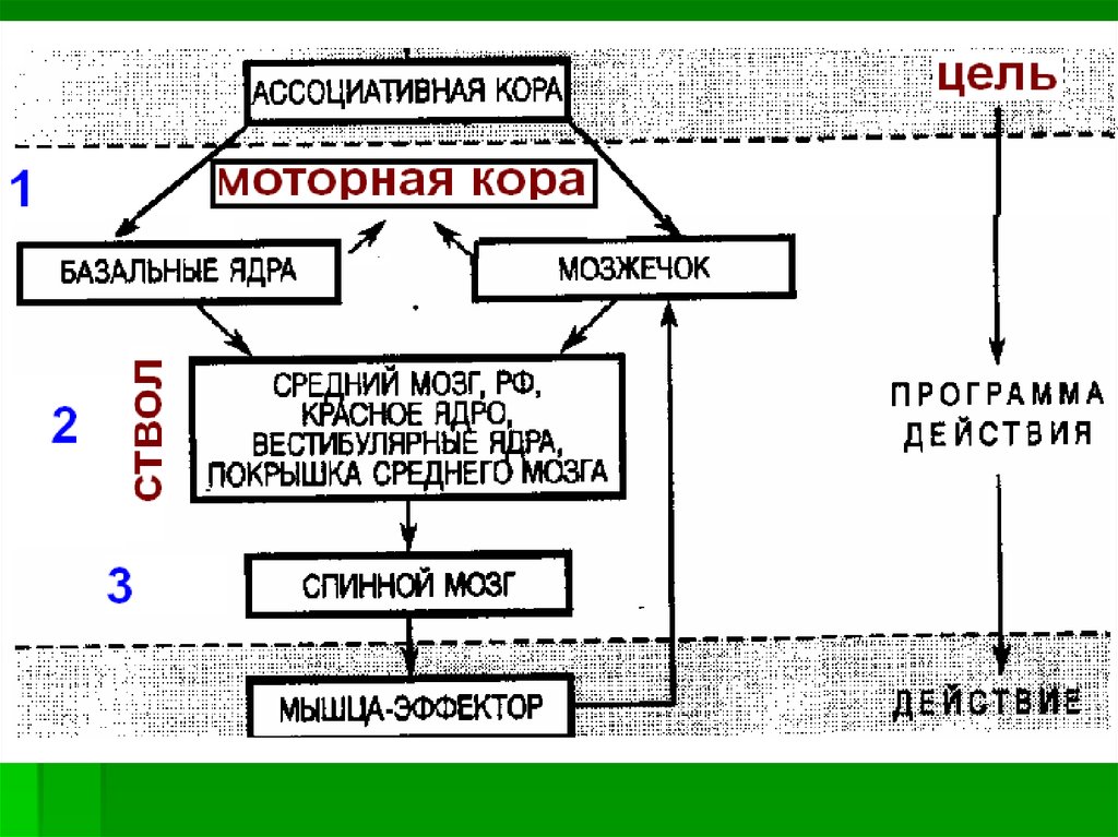 Пути взаимодействия. Общая схема центральной регуляции двигательной активности. Организация центральной регуляции движения. Центральные механизмы регуляции движений. Центральные структуры регуляции движения.