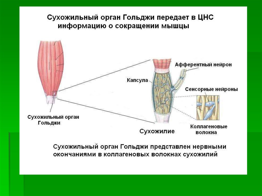 Рецепторы мышц. Рефлекс с сухожильных рецепторов Гольджи. Строение сухожильных рецепторов Гольджи. Сухожильный аппарат Гольджи строение и функции. Функция сухожильных рецепторов рецепторы Гольджи.