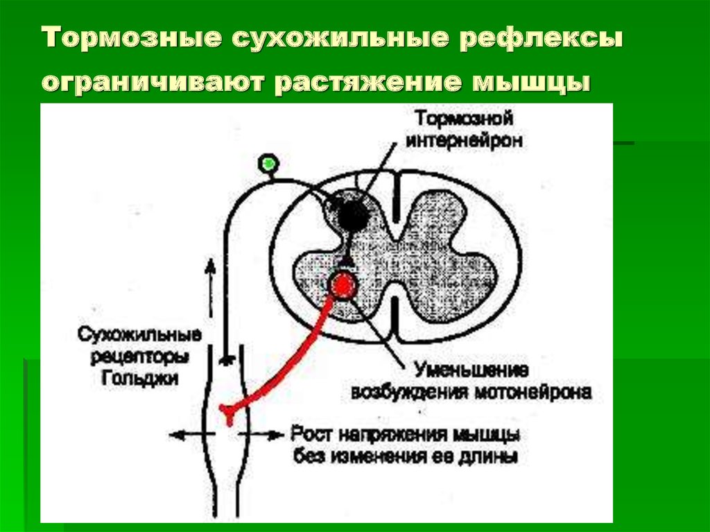 Схема дуги сухожильного рефлекса