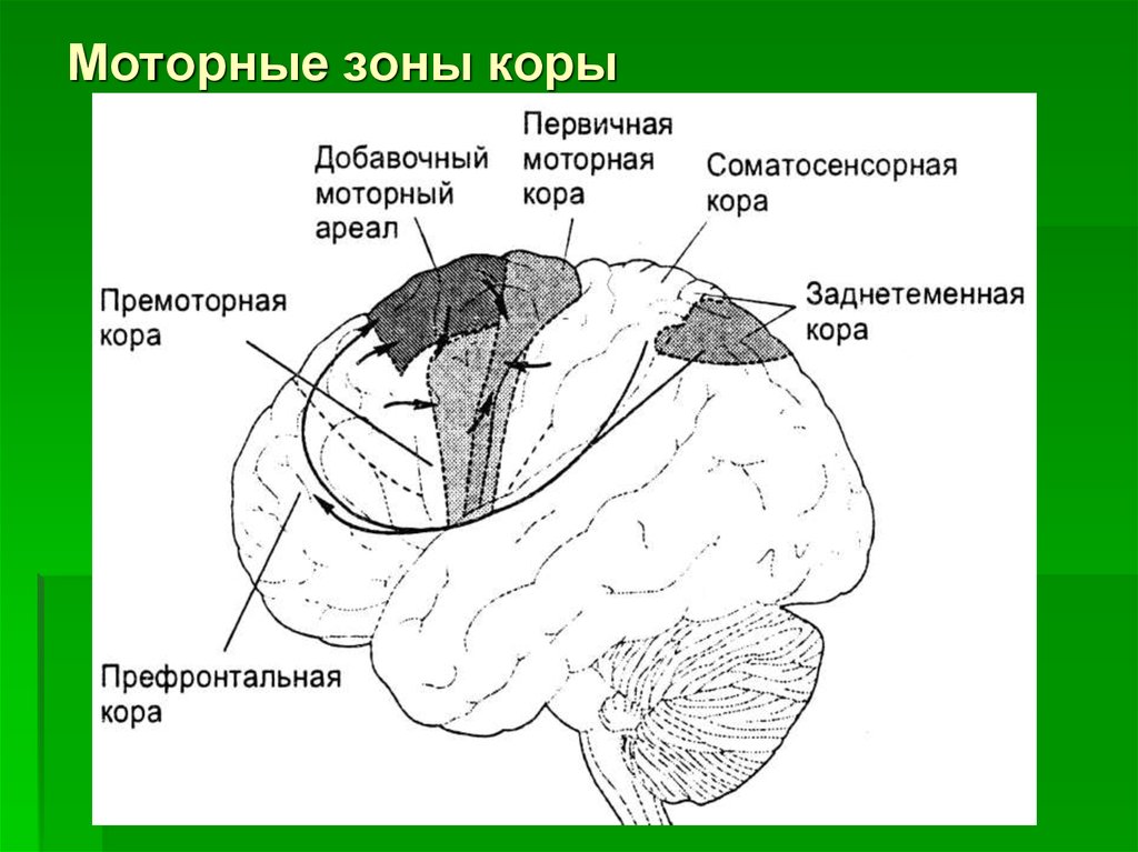 Двигательная область мозга. Первичная моторная зона коры головного мозга располагается. Моторнаяткора ГОЛАНОГО модга.