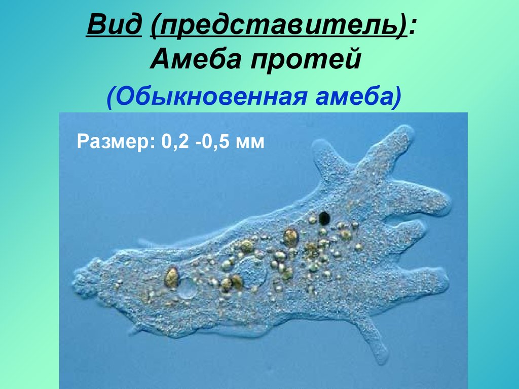 Амеба простейшая. Амеба царство. Амеба Протей. Размер амебы обыкновенной. Амёба обыкновенная Протей.