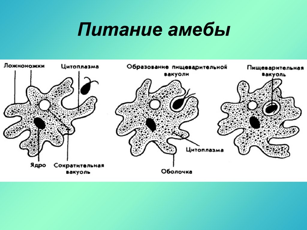 Что обозначено на рисунке цифрой 4 ядро цитоплазма пищеварительная вакуоль ложноножки псевдоподии