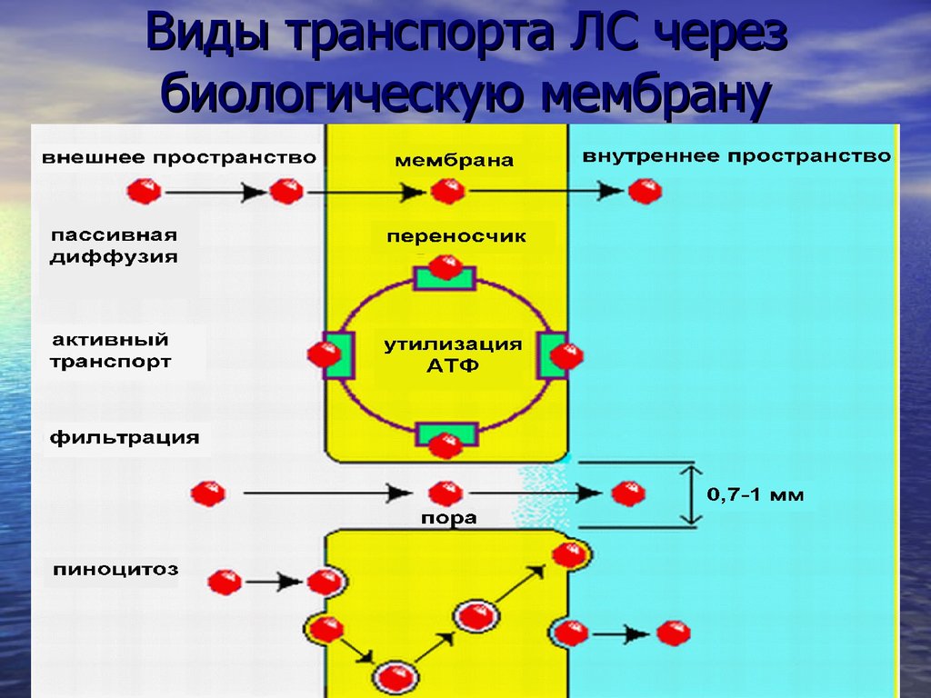 Виды транспорта через. Виды транспорта лекарственных средств через биологические мембраны. Виды транспорта лекарственных средств через клеточную мембрану. Транспорт лекарственных веществ через биологические мембраны. Фильтрация транспорт веществ через мембрану.