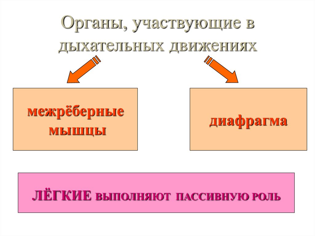 Органы участвующие в движении. Органы принимающие участие в дыхании. Схема органы участвующие в дыхательных движениях. Орган участвующий в дыхании. Дыхательные движения таблица.