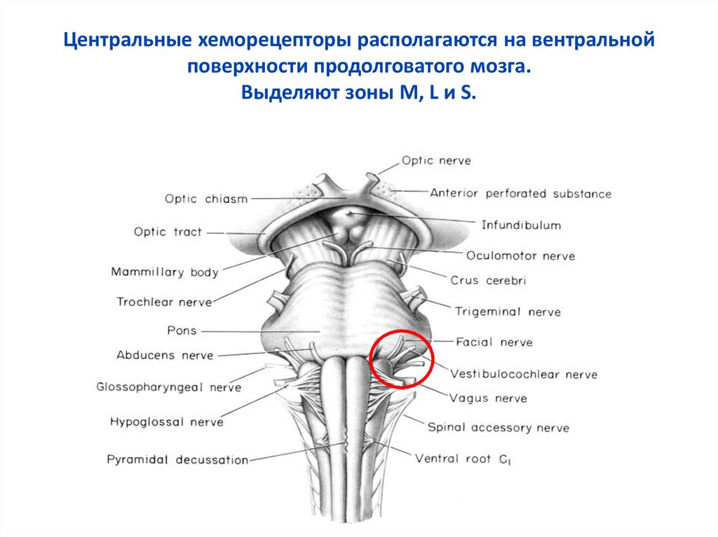 Какой цифрой на рисунке обозначен продолговатый мозг