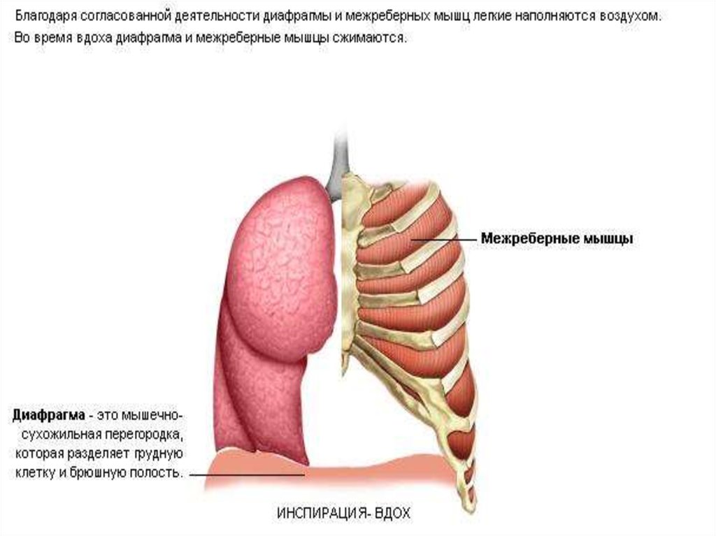 Межреберные мышцы диафрагма. Межреберные мышцы и диафрагма. Наружные межреберные мышцы при вдохе. При вдохе диафрагма наружные межреберные мышцы. Наружные межреберные мышцы при выдохе.