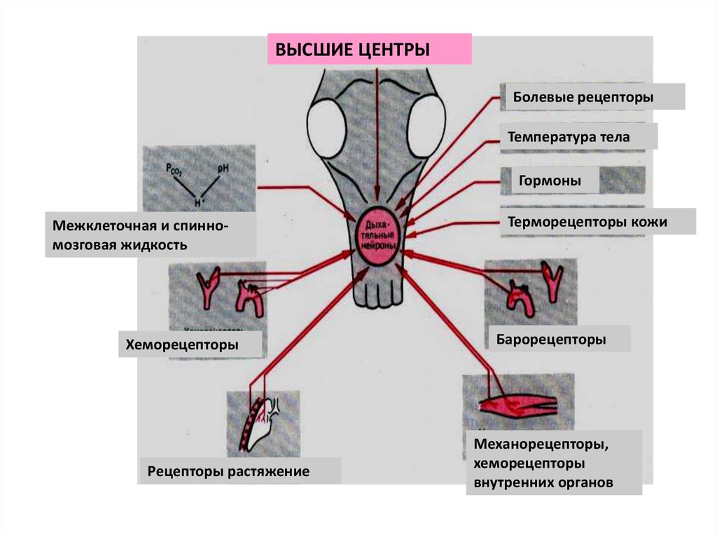 Рецепторы тела. Хеморецепторы терморецепторы механорецепторы. Xemoretseptor baroretseptor mexanoretseptor. Физиология механорецепторы,хеморецепторы. Механорецепторы внутренних органов.