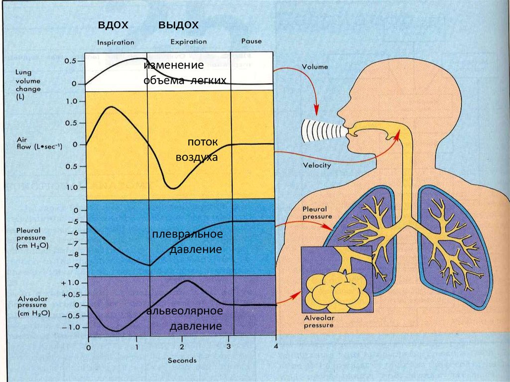 Физиология дыхания презентация