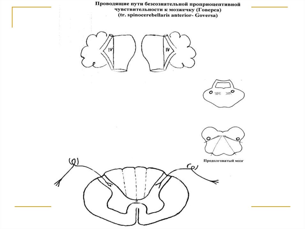 Проведи путь. Бессознательные проводящие пути. Проводящий путь бессознательного проприоцептивного чувства. Путь Говерса перекресты. Проводящие пути презентация.