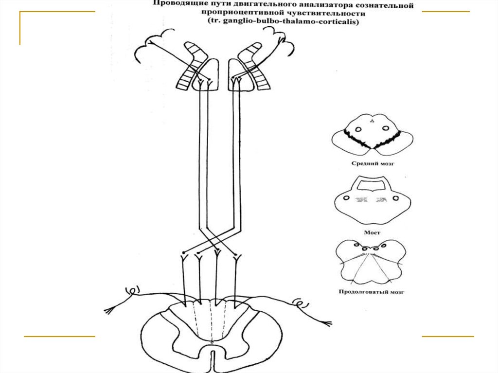 Двигательный анализатор. Блок схема двигательного анализатора. Проводящий путь двигательного анализатора. Путь двигательного анализатора схема. Строение двигательного анализатора схема.