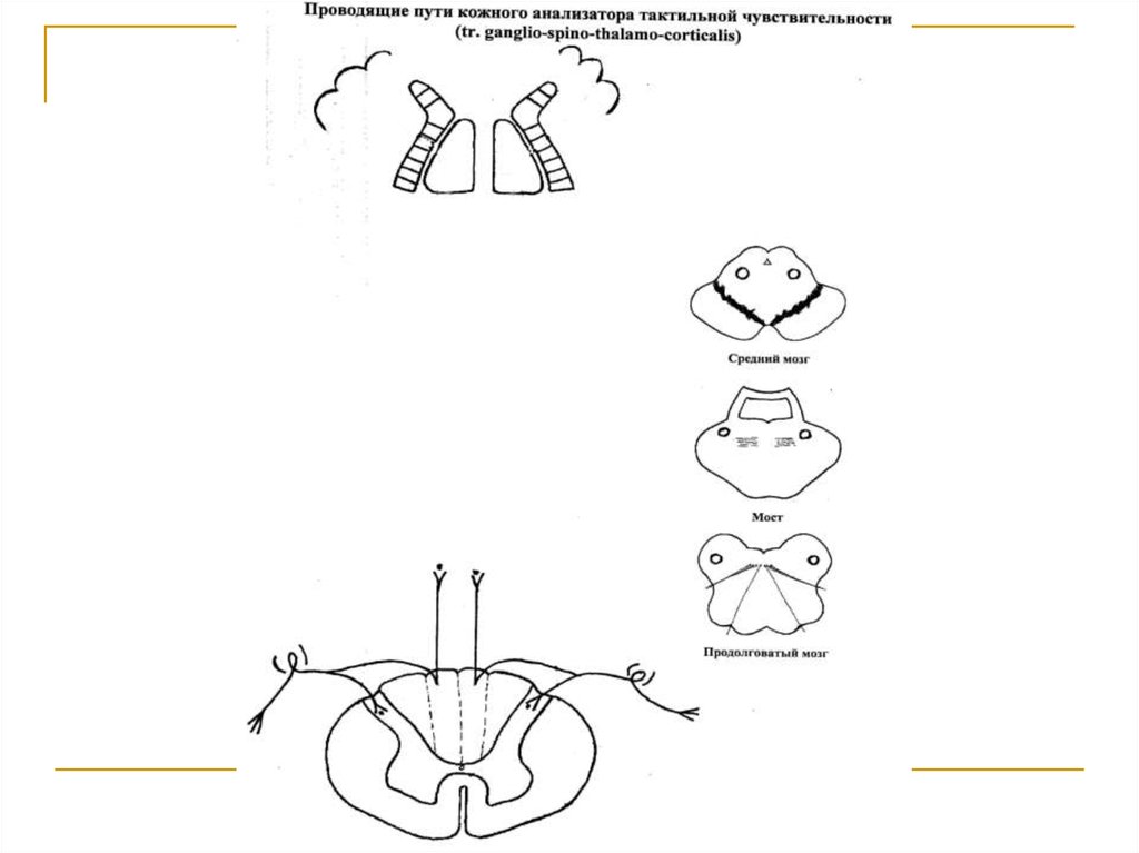 Проводящие пути рисунки. Схема пути кожного анализатора. Схема кожно-кинестетического анализатора. Путь тактильного анализатора схема. Проводящий путь кожно-кинестетического анализатора.
