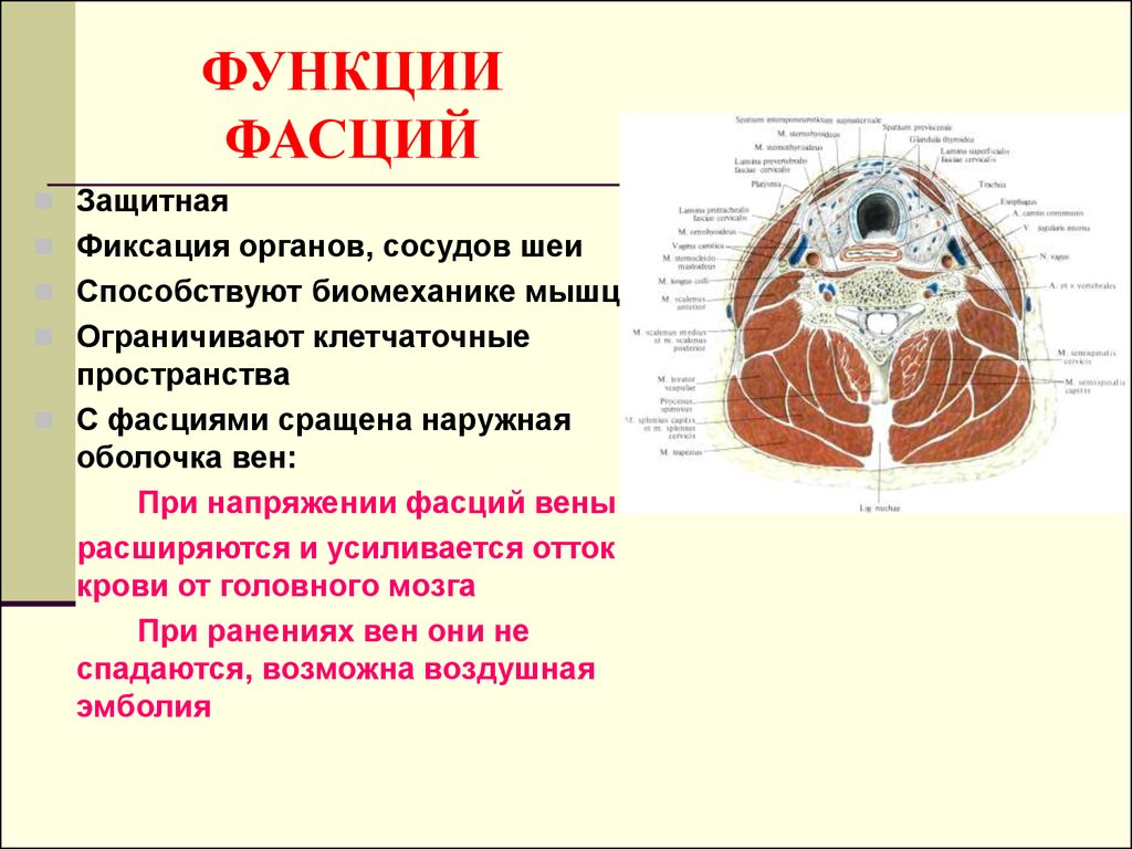 Пирогов фасции и сосуды