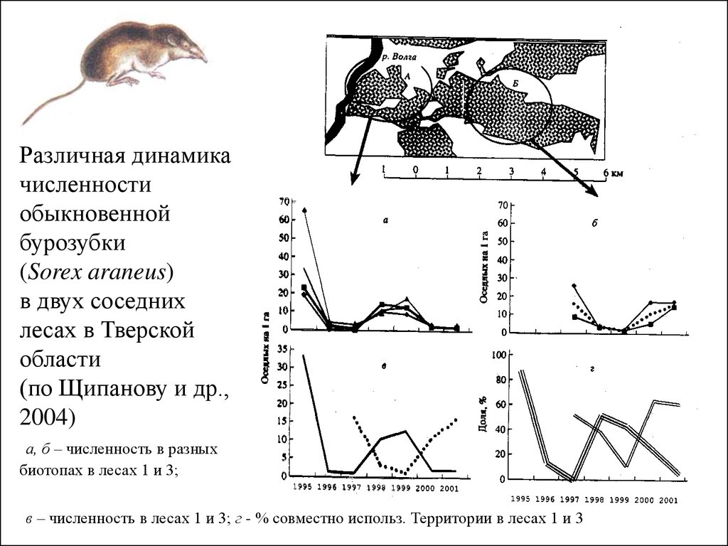 Как изменится численность мышей и коз. Бурозубка обыкновенная – Sorex Araneus. Динамика численности мышей. Популяционные волны. Популяционные волны схема.