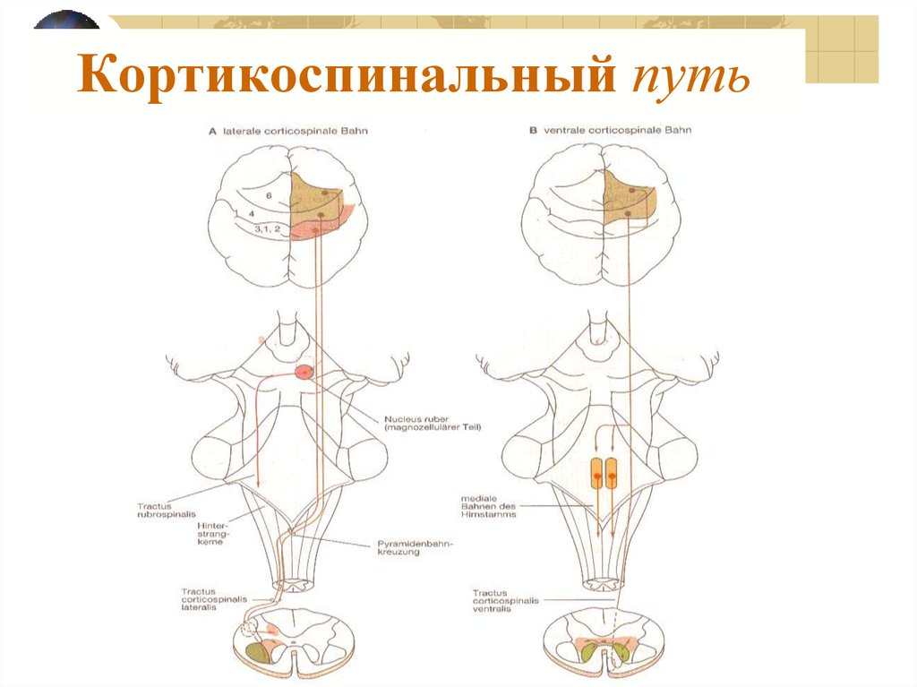 Схема пути. Кортико спинальный путь неврология схема. Кортикоспинальный пирамидный путь. Кортико нуклеарный путь и кортико спинальный путь. Пирамидная система кортикоспинальный путь.