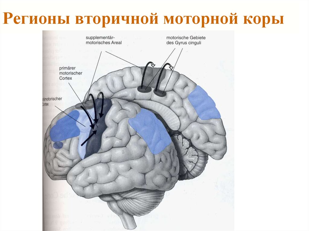 Двигательная зона коры мозга. Премоторные зоны коры головного мозга. Премоторные и префронтальные отделы коры головного мозга.