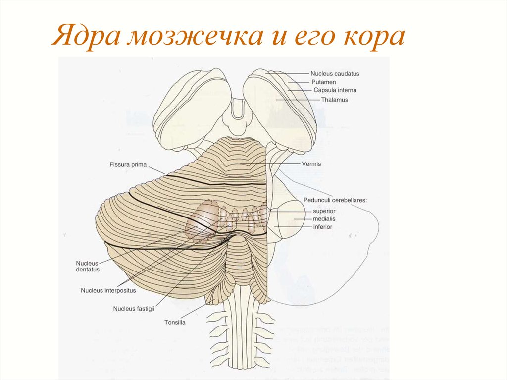 Ядра мозжечка схема