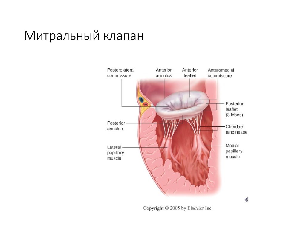 Хорда левого. Строение митрального клапана сердца. Строение створок митрального клапана. Строение створка митрального клапана. Митральный клапан анатомия строение.