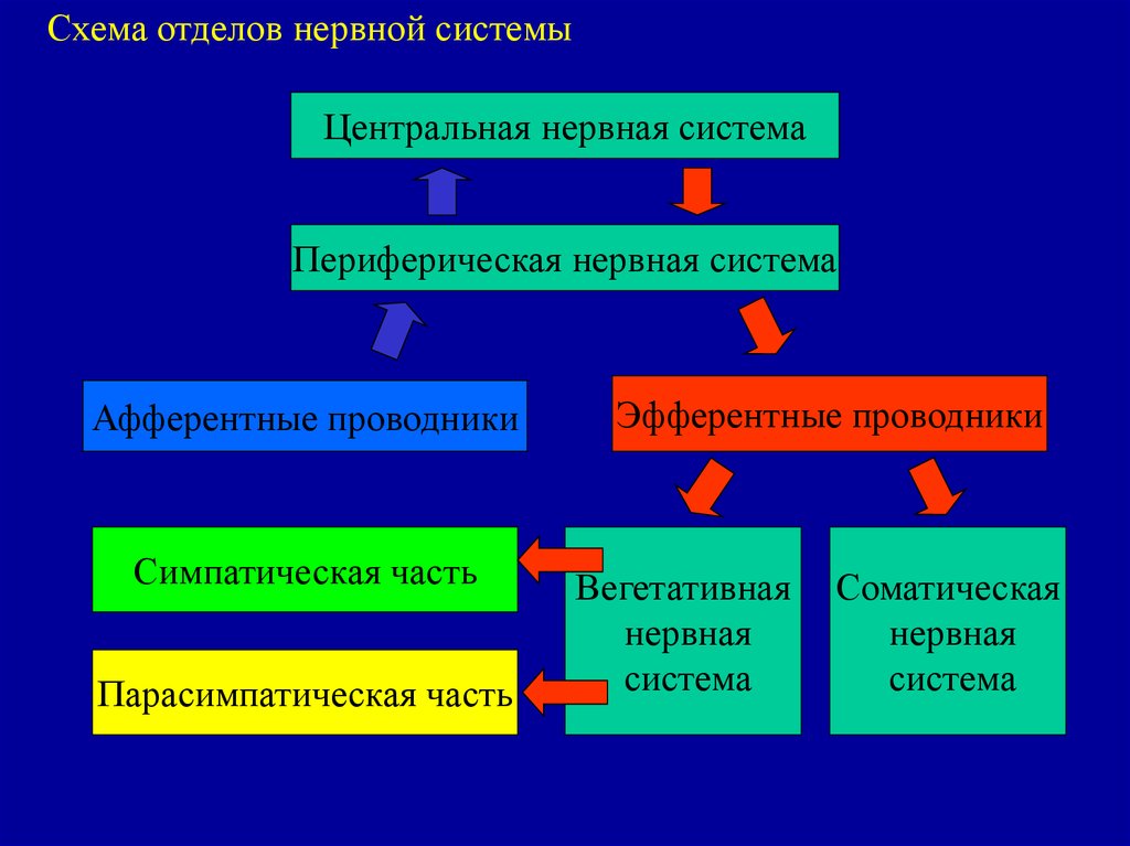 Схема отделов нервной системы