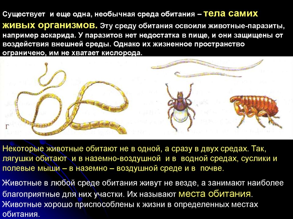 В какой среде обитает червь паразит. Паразиты живых организмов. Среда обитания паразитов. Паразиты примеры живых организмов.