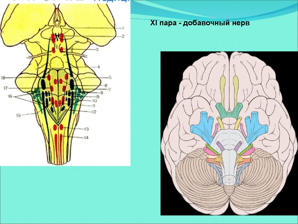 Языкоглоточный блуждающий нерв. Черепные нервы топография. VII пара лицевые нервы. Языкоглоточный нерв. Языкоглоточный нерв топографическая анатомия.
