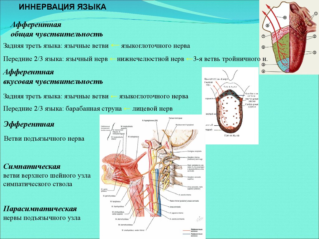 Иннервация неба. Иннервация языка анатомия схема. Иннервация вкусового анализатора. Иннервация слизистой оболочки языка. Кровоснабжение и иннервация языка.