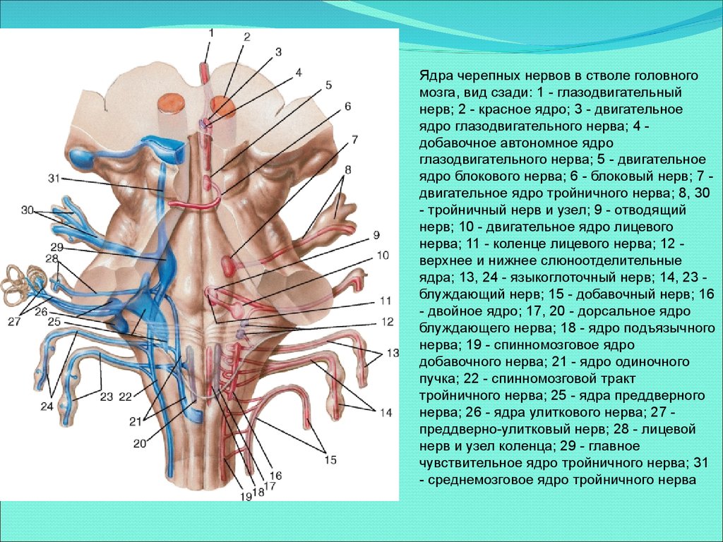 Ядра черепных нервов расположены. 11 Пара добавочный нерв ЧМН. Ядра черепных нервов в стволе головного мозга. 11 Пара черепных нервов добавочный нерв. Добавочное ядро глазодвигательного нерва.