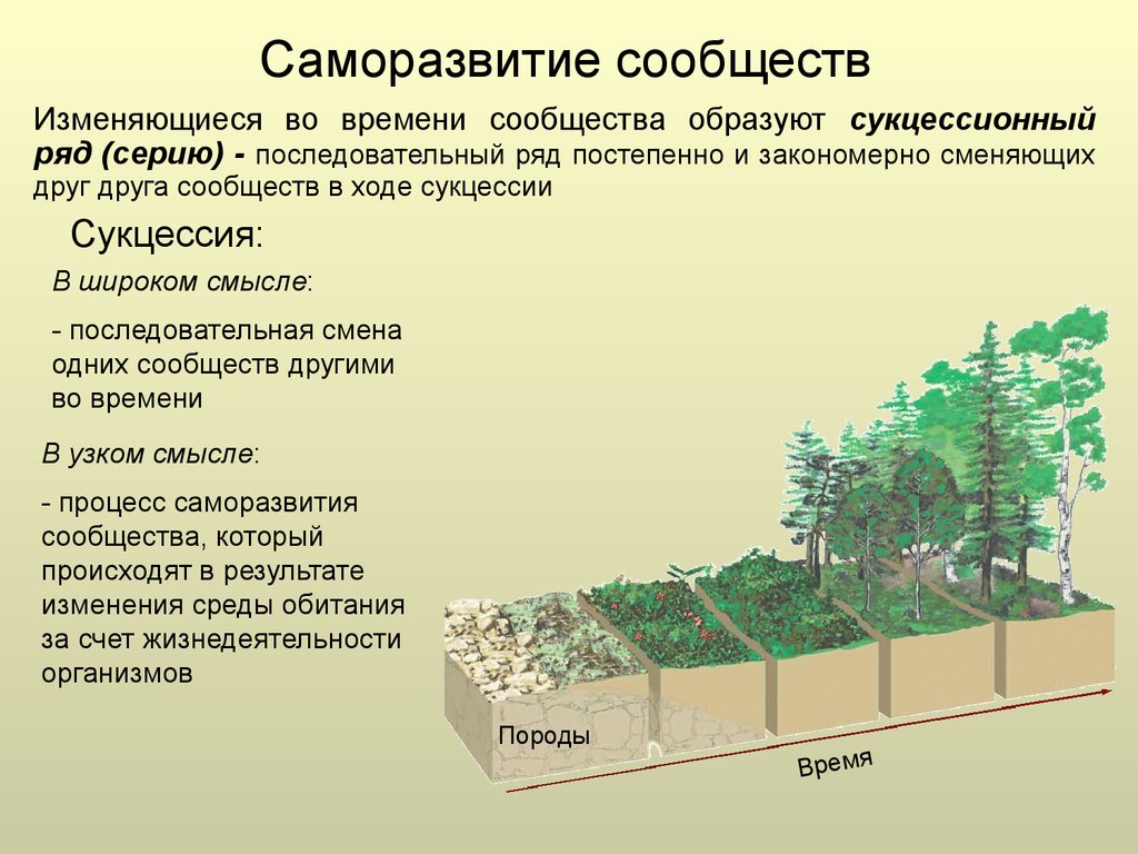 Структура растительного сообщества конспект урока 7 класс. Саморазвитие экосистем сукцессии. Этапы сукцессии в экологии. Изменение экосистемы. Процессы в экосистеме.