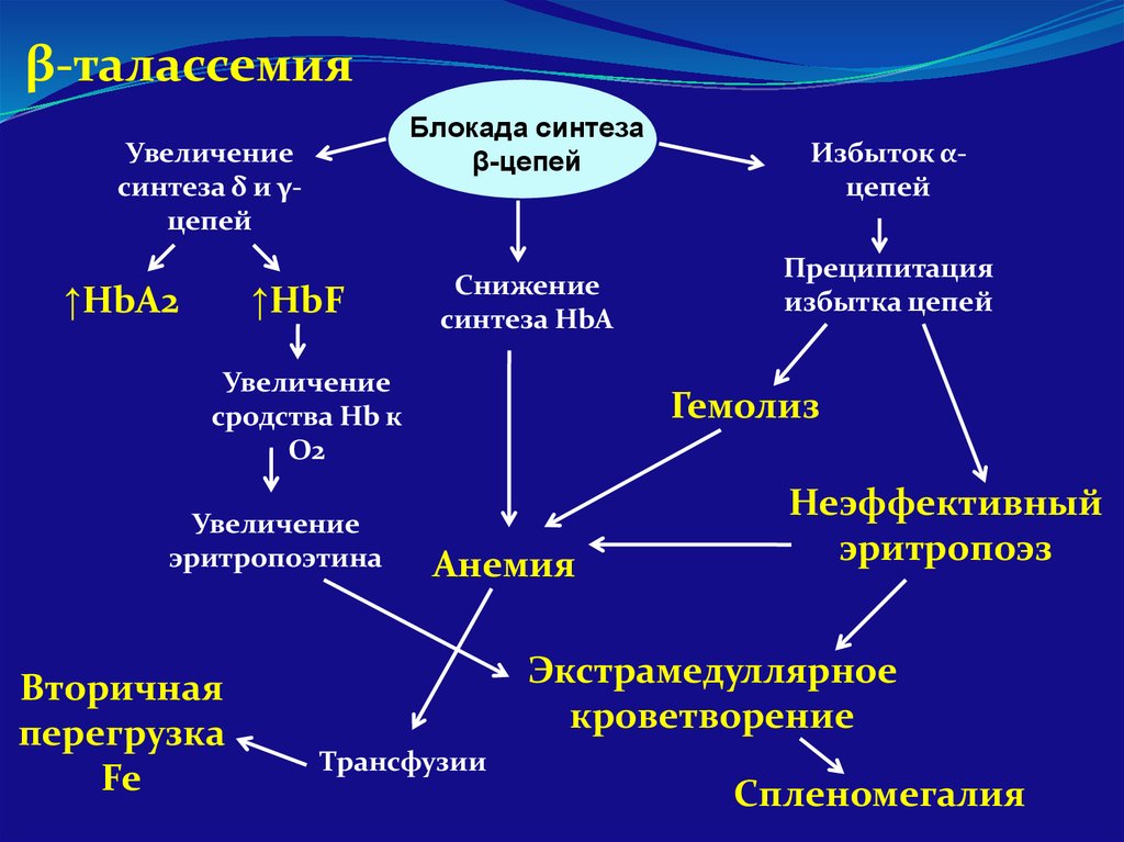 Талассемия что это. Талассемия. Талассемия патогенез. Бета талассемия. Бета талассемия патогенез.