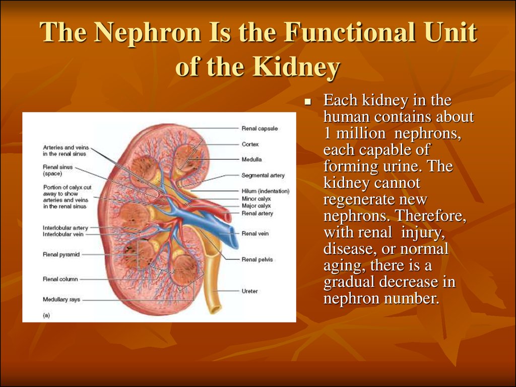 The Nephron Is the Functional Unit of the Kidney