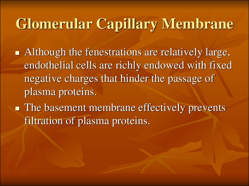 Glomerular Capillary Membrane