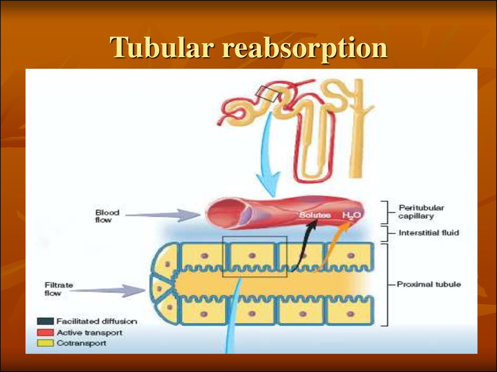 Tubular reabsorption