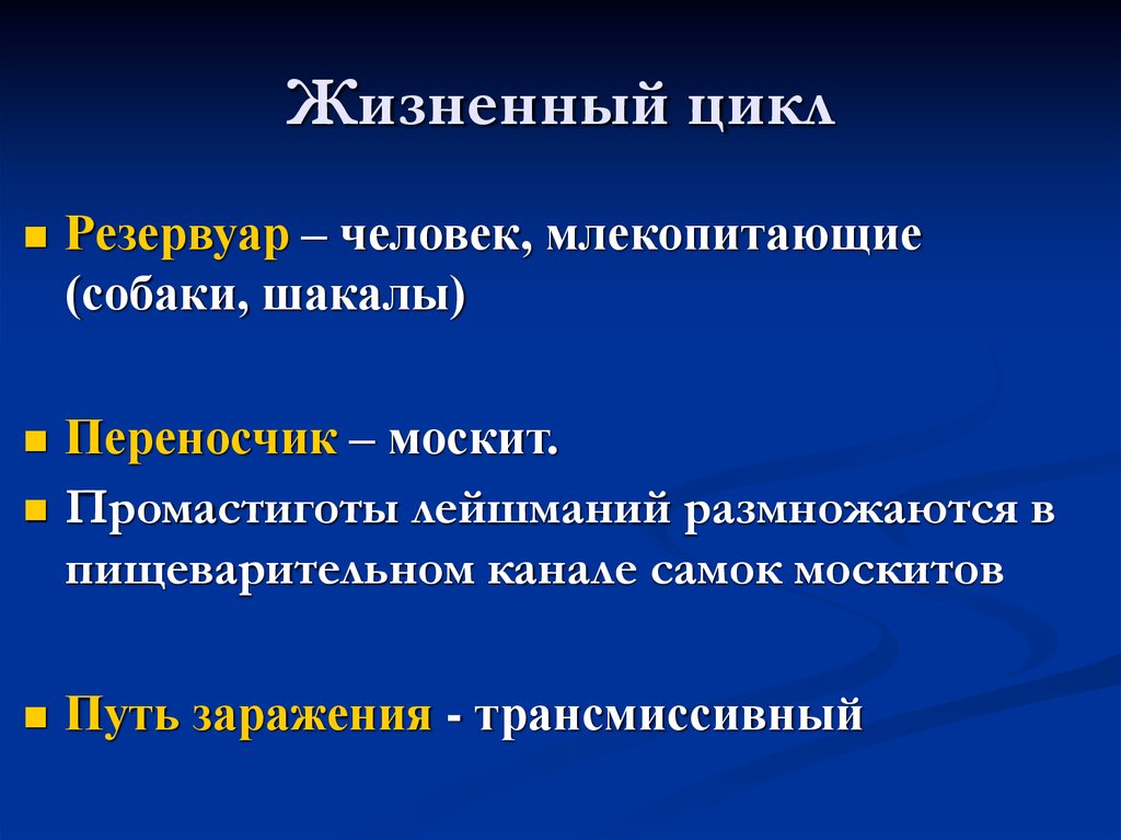 Годовой жизненный цикл млекопитающих презентация