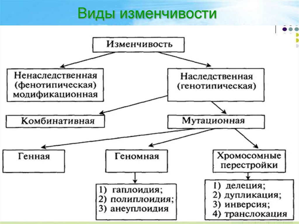 Схема изменчивости биология