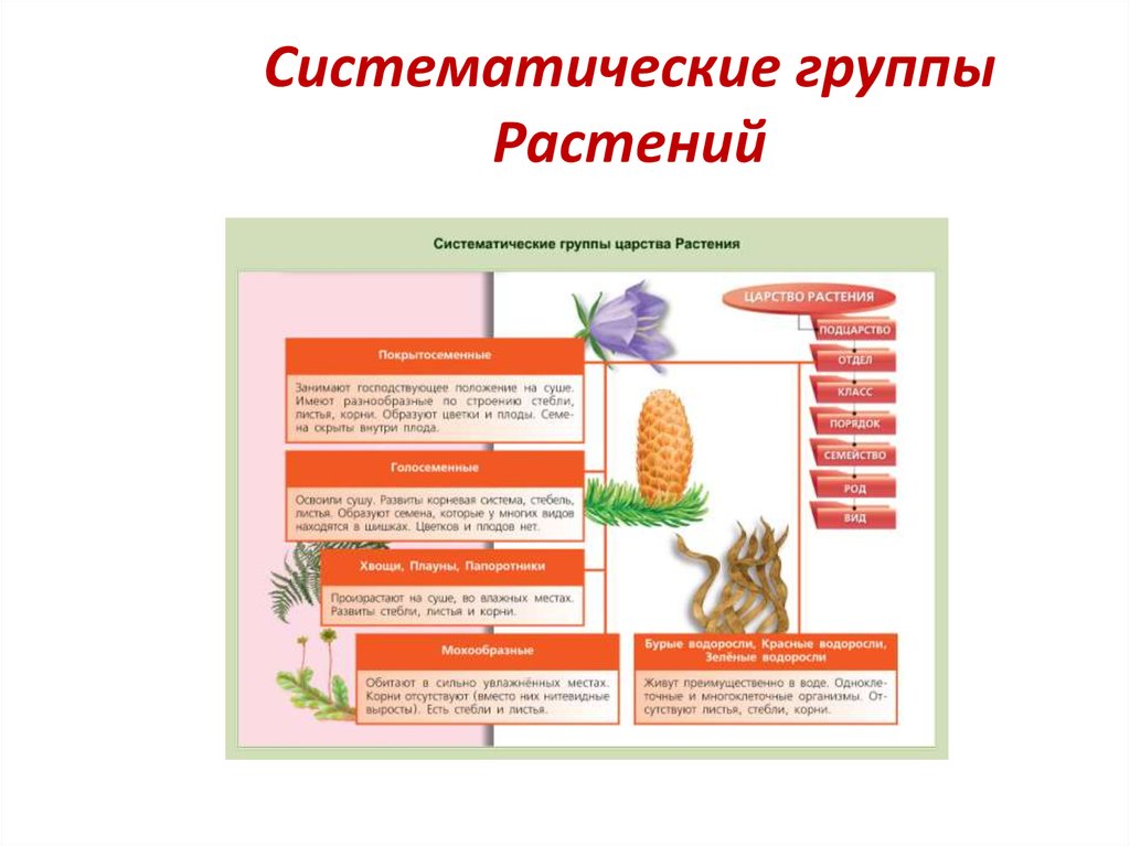 Систематическая группа живых организмов. Систематические группы растений биология 7. Стстематические группы рас. Систематическое группы раст.