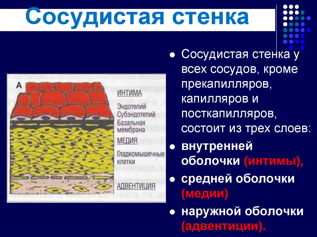 Слои стенки сосуда. Оболочки сосудистой стенки. Наружный слой сосудистой стенки:. Сосудистая стенка состоит.