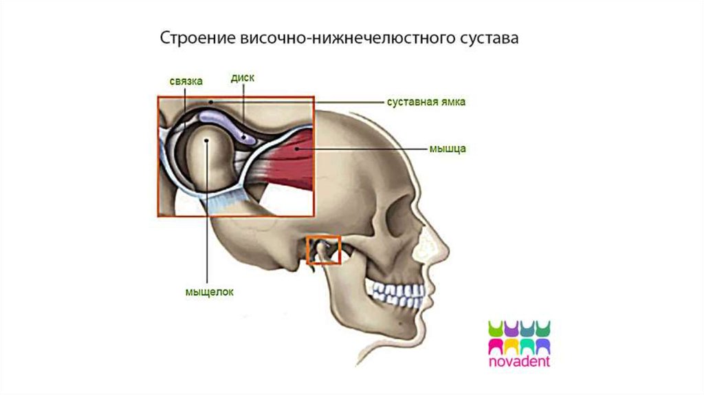 Анатомия внчс презентация