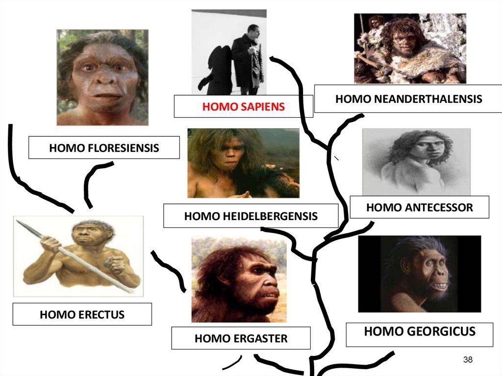 Понятие homo. Homo ergaster, homo antecessor и homo Heidelbergensis. Homo sapiens Neanderthalensis homo Erectus. Гомосапиенс гомо антесессор.