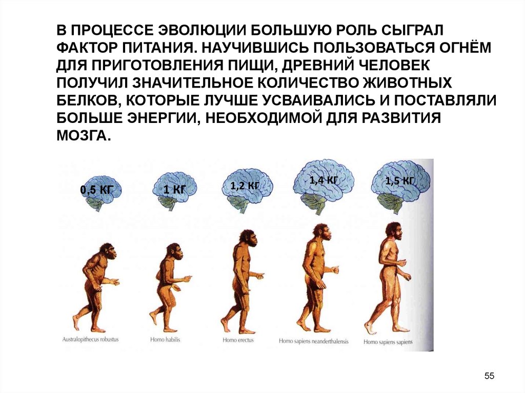 Крупное эволюционное изменение. Процесс эволюции. Процесс развития человека. Процесс эволюции древнего человека. Роль человека в эволюции.